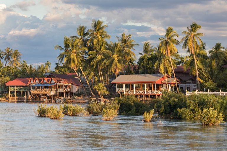 A group of palm trees next to a body of water