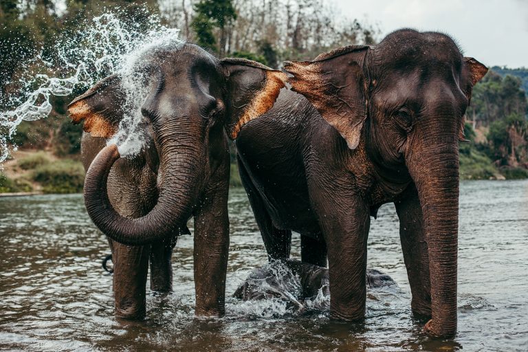 Route with Elephants in Luang Prabang, Laos A small elephant standing next to a body of water