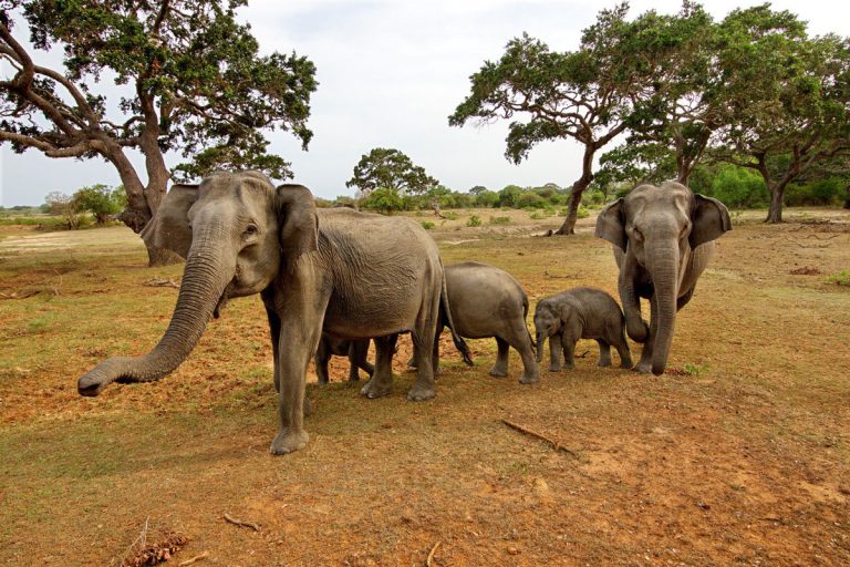 Experience seekers in Sri lanka A herd of elephants walking across a dirt field