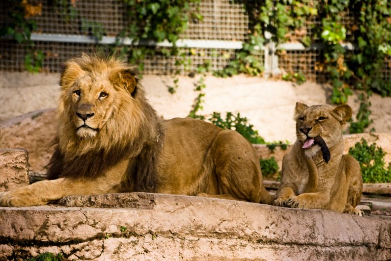 A lion in front of a building