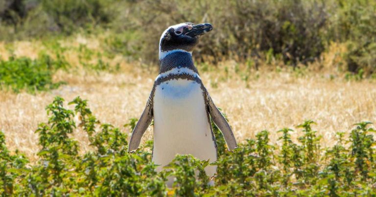 Punta Tombo, penguins in the wild in Argentina A penguin standing in the grass
