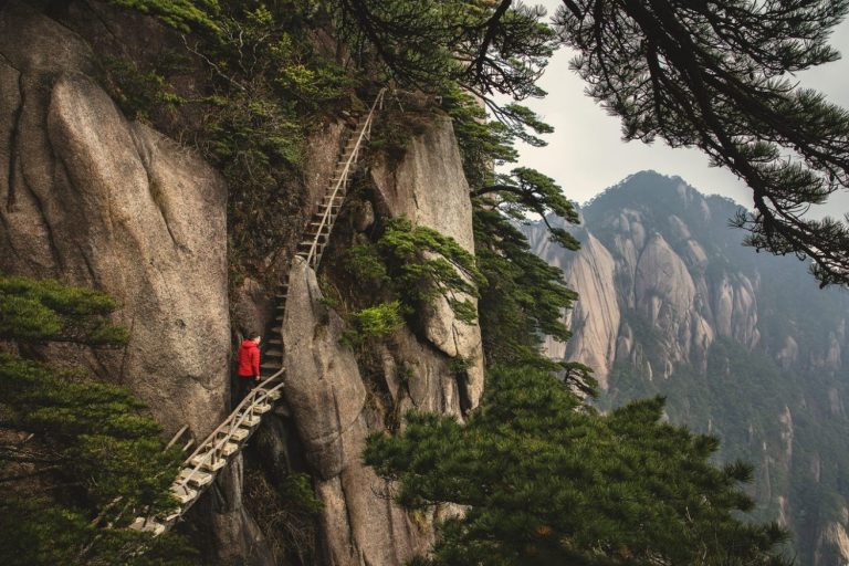 A tree with Huangshan in the background